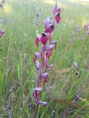 Serapias × ambigua