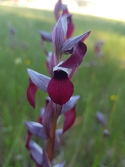 Serapias × ambigua