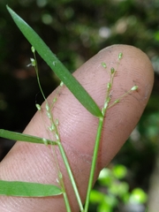 Dichanthelium lucidum