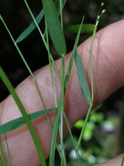 Dichanthelium lucidum