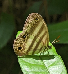 Pareuptychia binocula