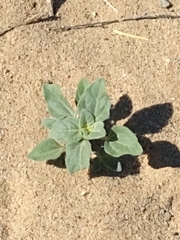 Helianthus petiolaris canescens