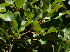 Quercus potosina