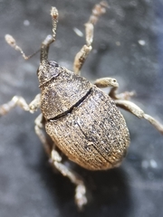 Glocianus