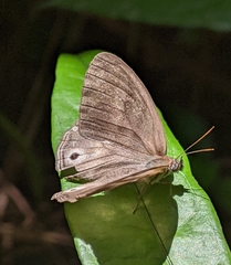 Pareuptychia binocula