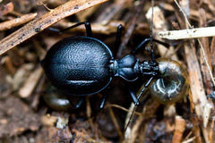 Scaphinotus cristatus