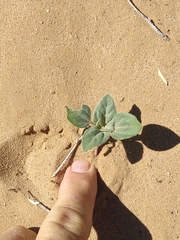 Helianthus petiolaris canescens
