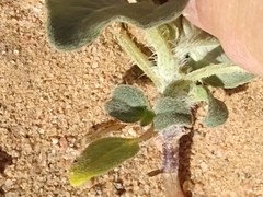 Helianthus petiolaris canescens