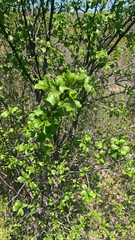 Rhamnus cathartica