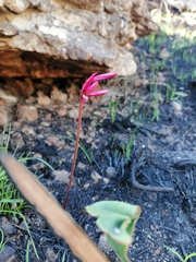Nerine humilis