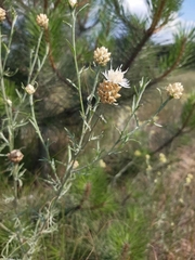 Centaurea protomargaritacea