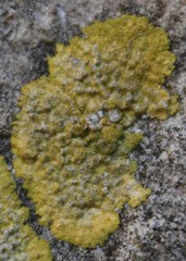 Leproplaca xantholyta