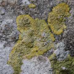 Leproplaca xantholyta