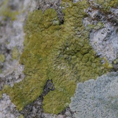 Leproplaca xantholyta