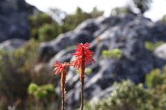 Aloe succotrina