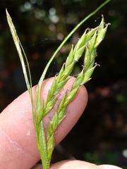 Carex venusta