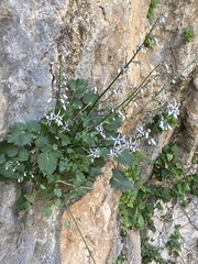 Petromarula pinnata