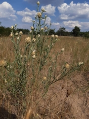 Centaurea protomargaritacea