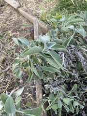 Salvia officinalis