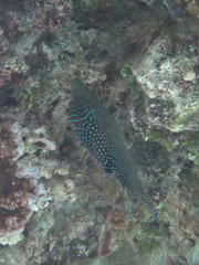Canthigaster solandri