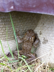 Bufo bufo
