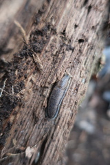 Arion fasciatus