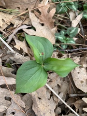 Trillium grandiflorum