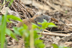 Craseomys rufocanus