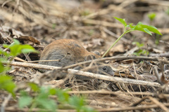 Craseomys rufocanus