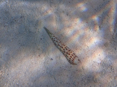 Terebra subulata