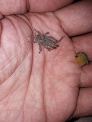 Spathalium audouinii