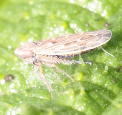 Psammotettix alienus