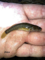 Etheostoma crossopterum