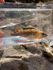 Etheostoma lawrencei