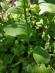 Doronicum pardalianches