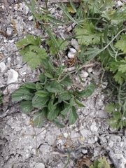 Convolvulus cantabrica