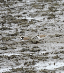 Charadrius dubius