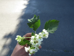 Crataegus nigra