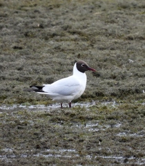 Chroicocephalus ridibundus