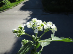 Crataegus nigra
