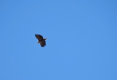 Haliaeetus albicilla