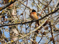 Phoenicurus phoenicurus