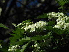 Crataegus nigra