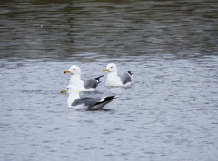 Larus