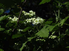 Crataegus nigra