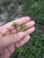Valerianella turgida