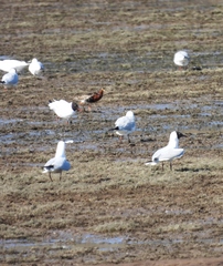 Calidris pugnax