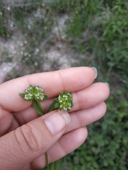 Valerianella turgida