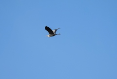 Ardea cinerea