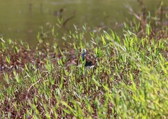Porphyrio flavirostris